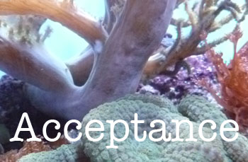acceptance!